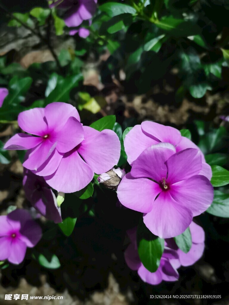 娇艳紫长春花绽放
