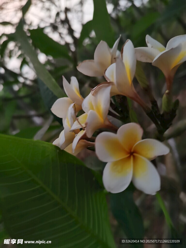 绽放的鸡蛋花