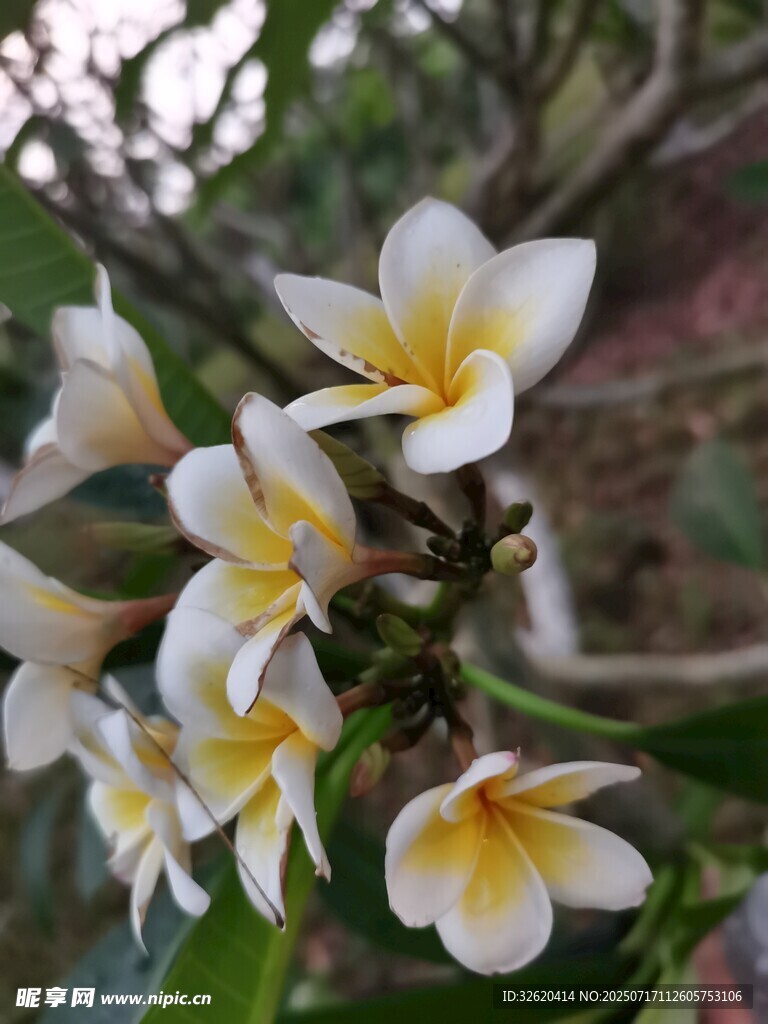 绽放的鸡蛋花