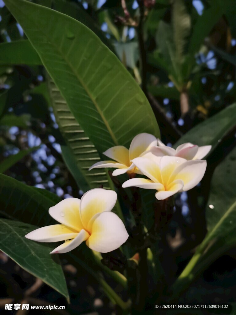 绽放的鸡蛋花