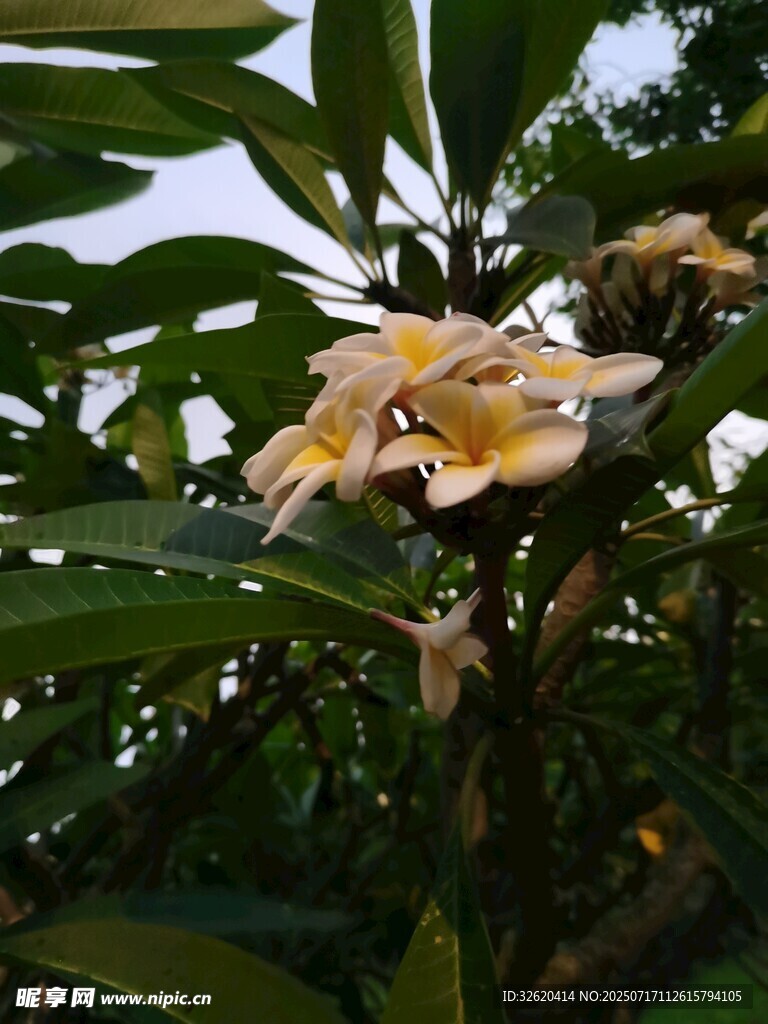 绽放的鸡蛋花