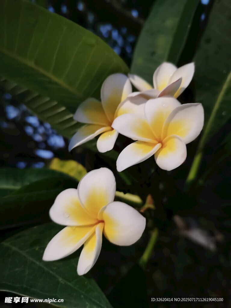 绽放的鸡蛋花
