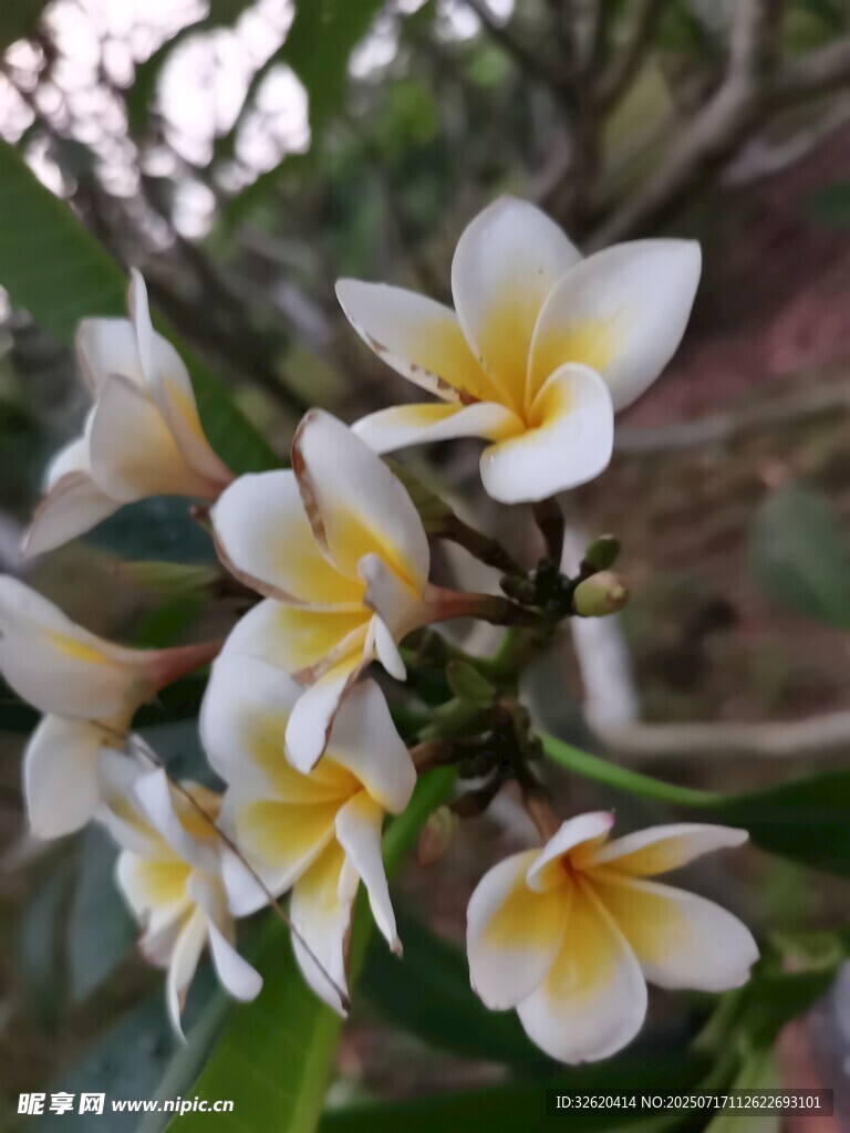 素雅鸡蛋花绽放枝头