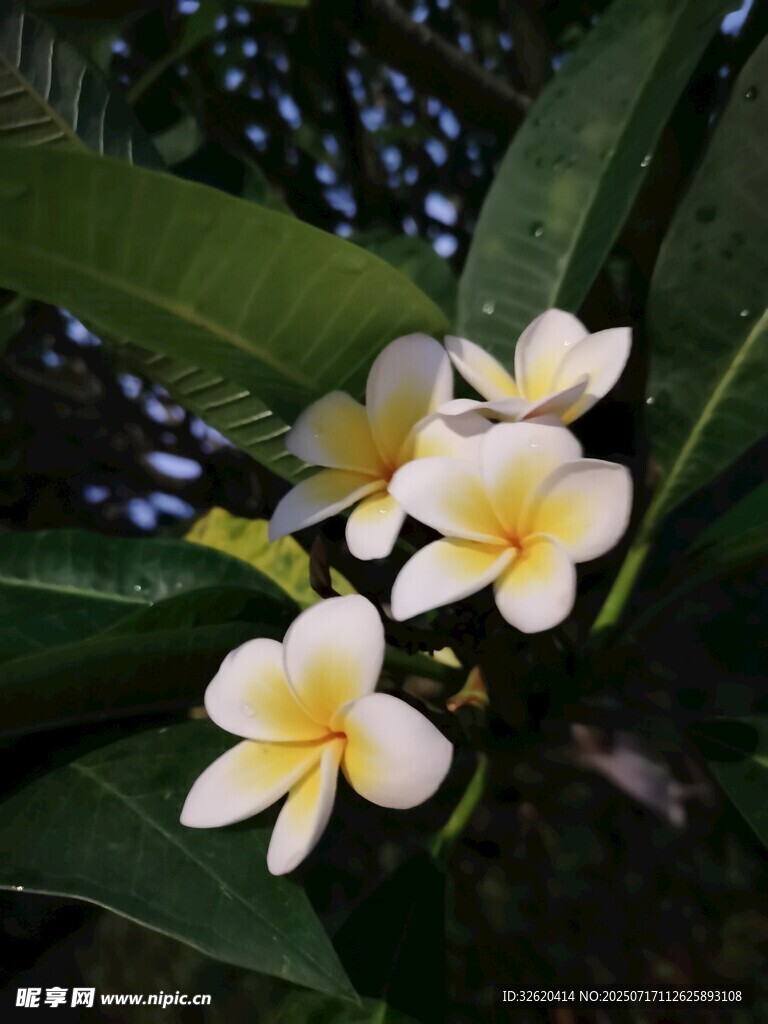 绽放的白色鸡蛋花