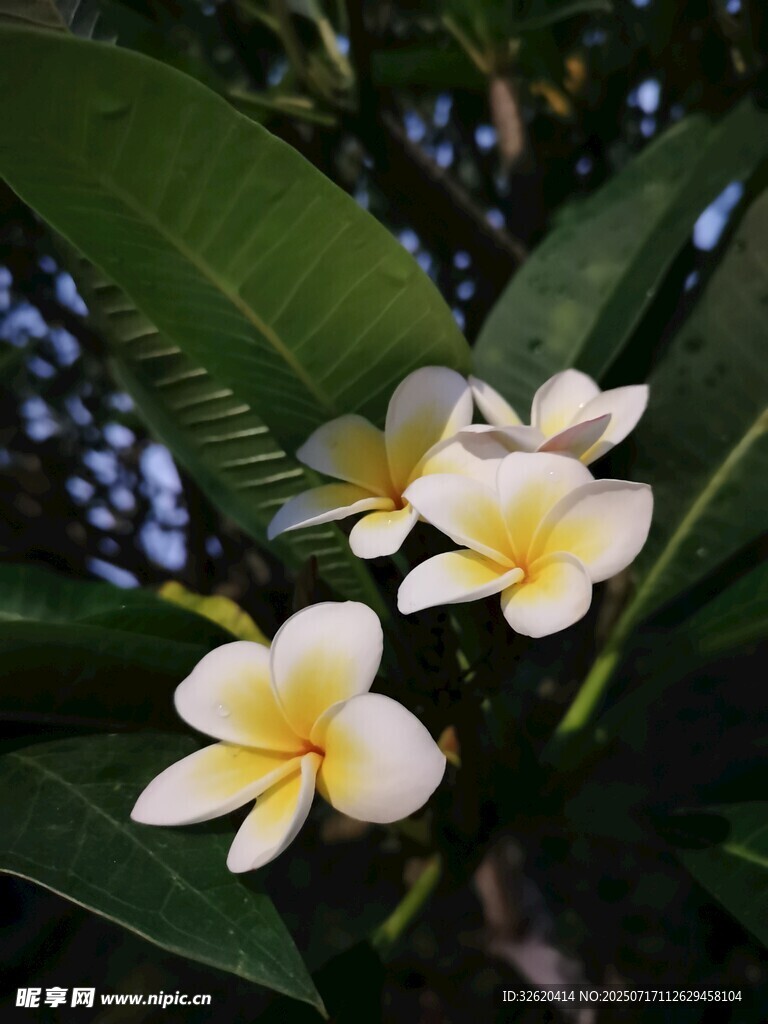 绽放的鸡蛋花