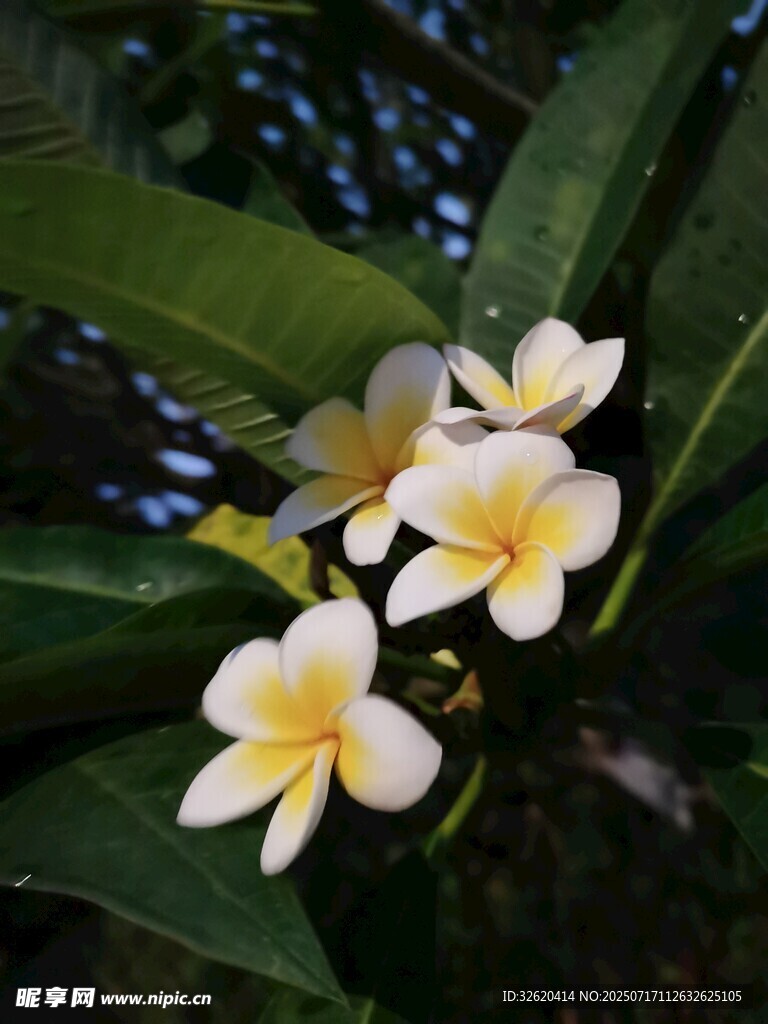 绽放的鸡蛋花