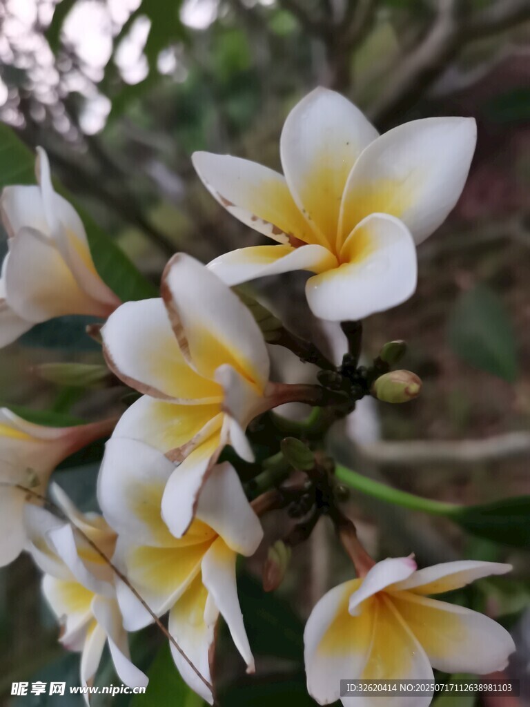 绽放的白色鸡蛋花