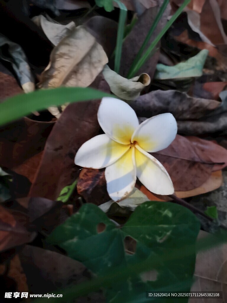 地上绽放的白色鸡蛋花