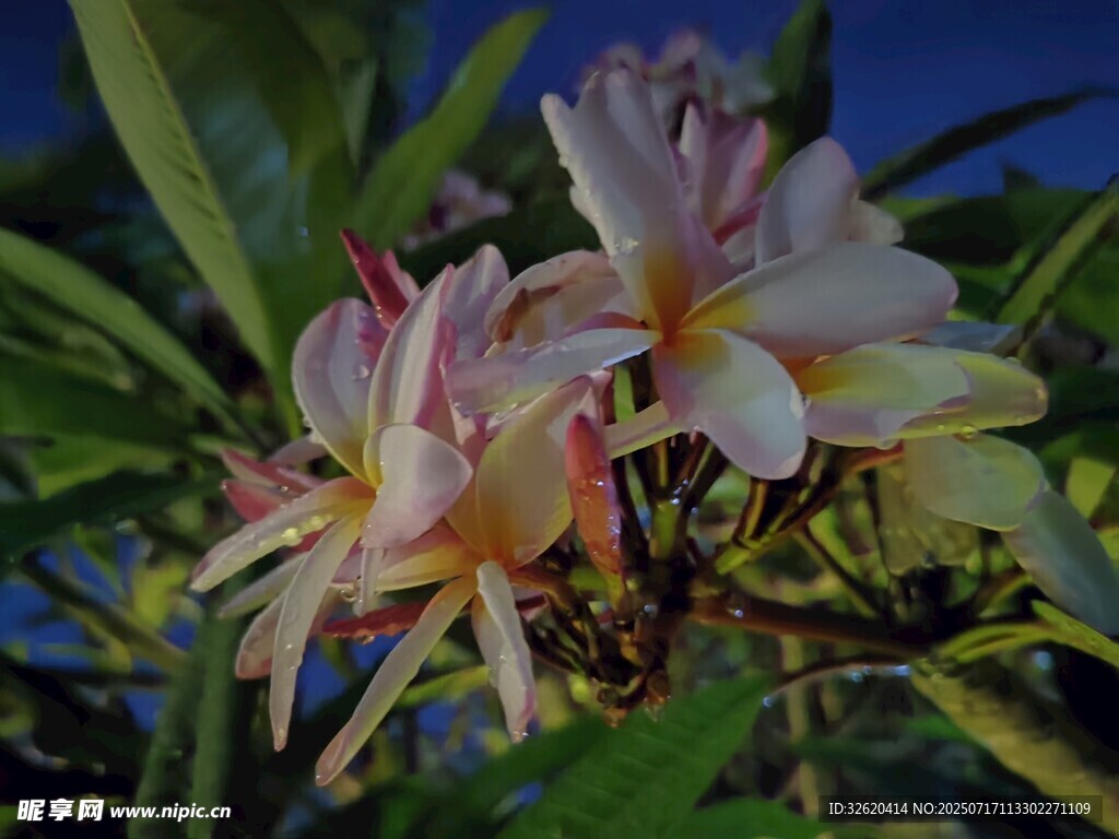 美丽鸡蛋花绽放
