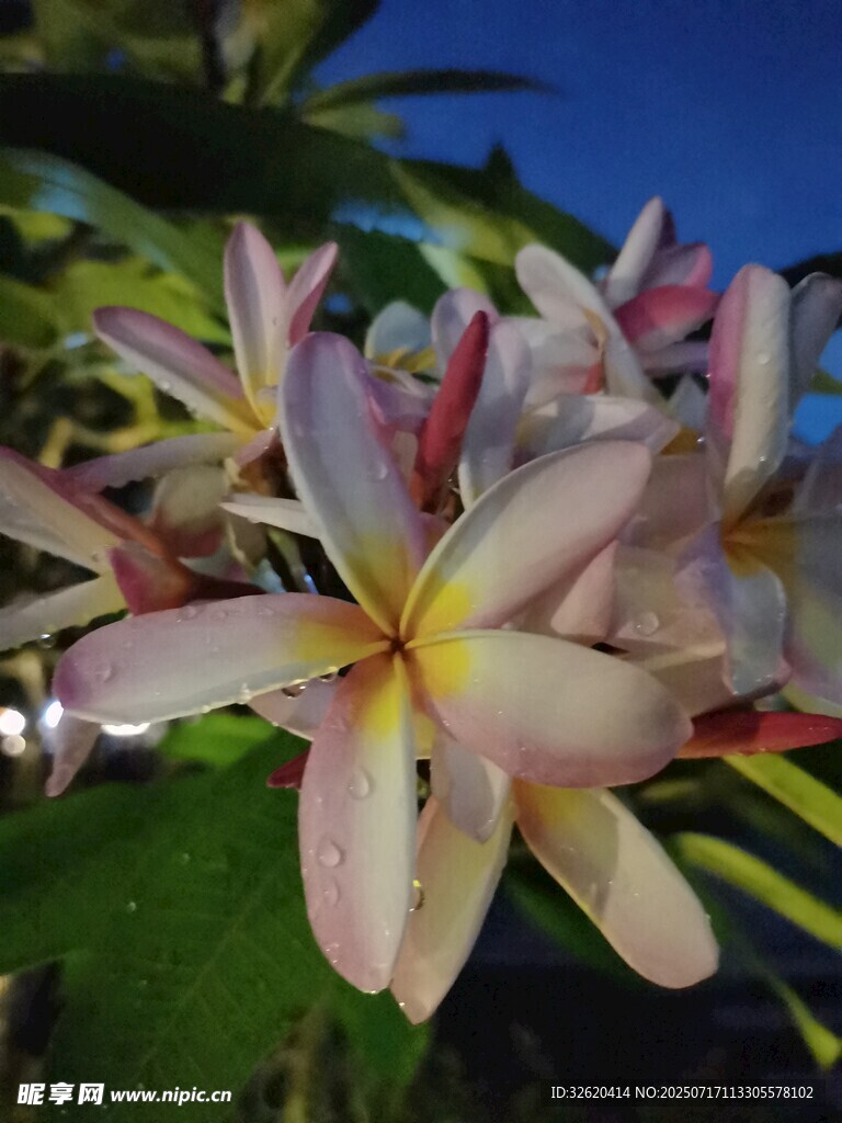娇艳鸡蛋花绽放枝头