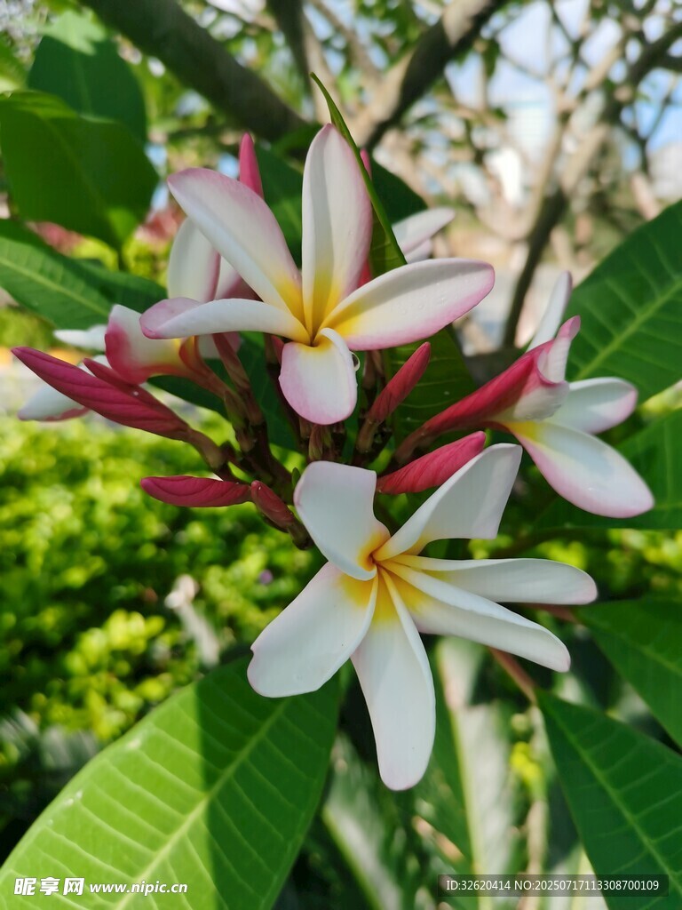 绽放的鸡蛋花
