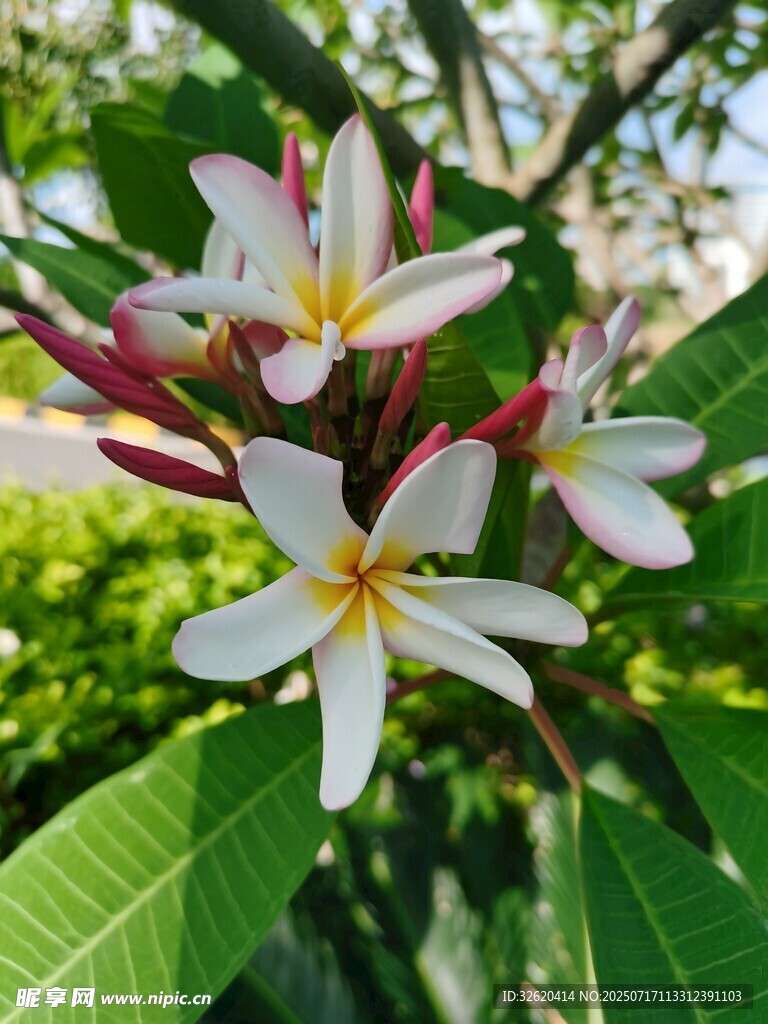 绽放的白色鸡蛋花