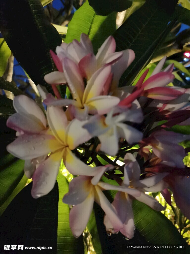 娇艳鸡蛋花绽放枝头