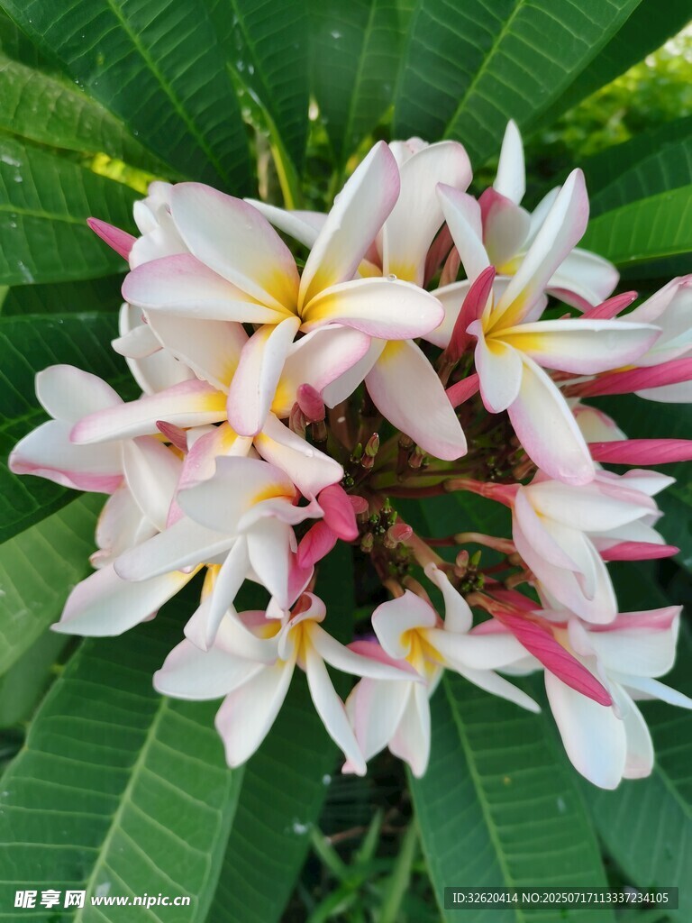 美丽鸡蛋花绽放绿叶间