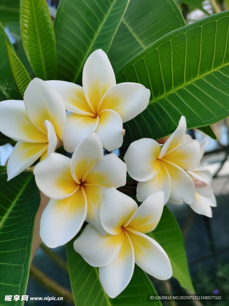 绽放的白色鸡蛋花