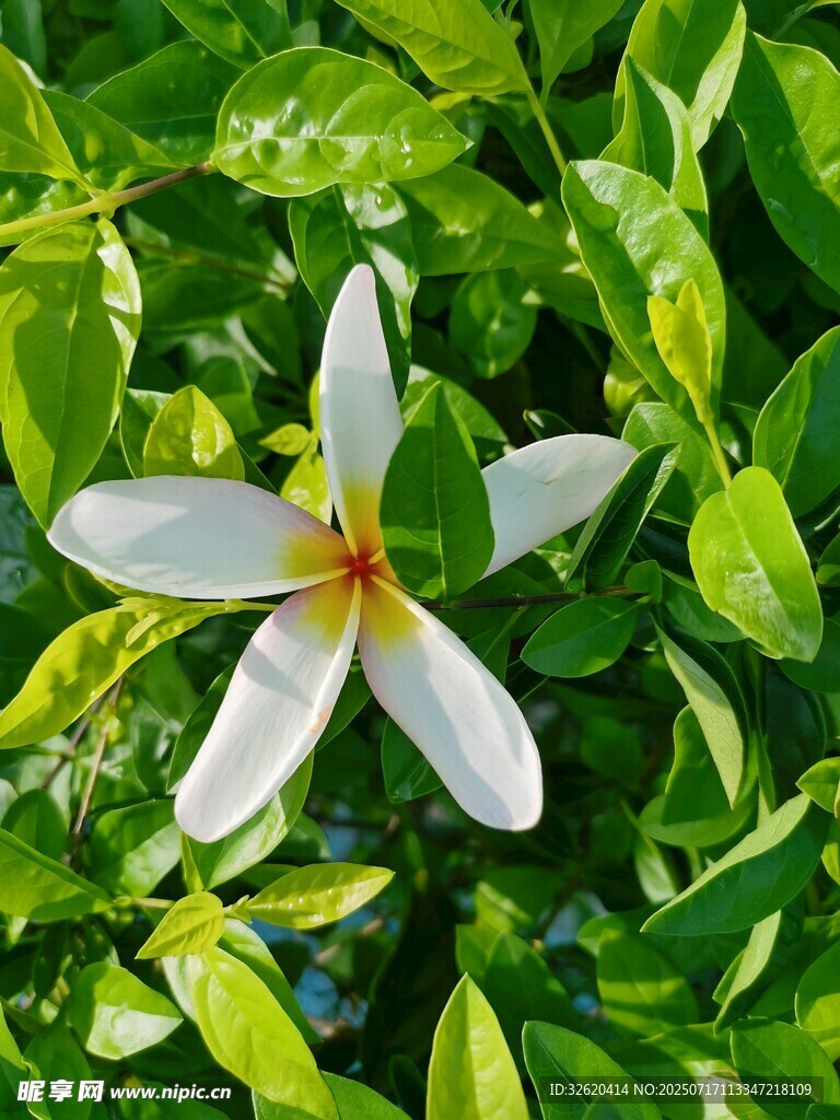 鸡蛋花