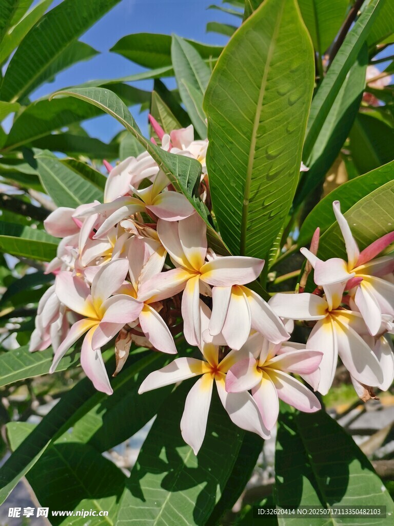 鸡蛋花