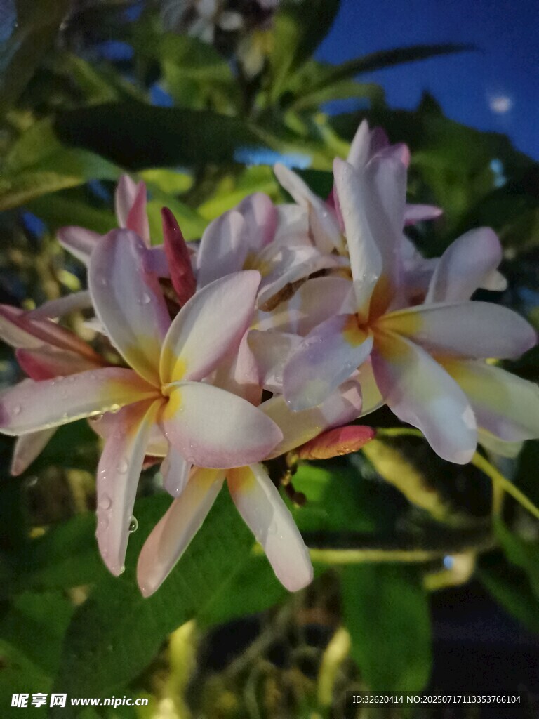 鸡蛋花