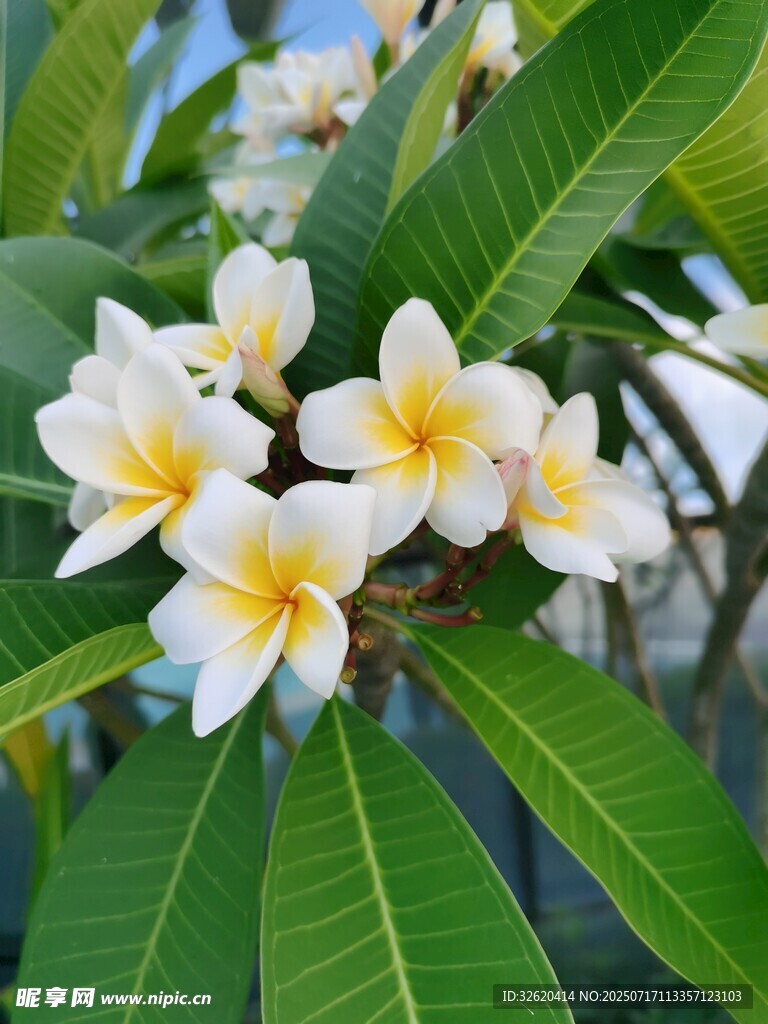 绽放的白色鸡蛋花