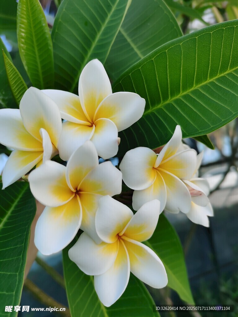 绽放的白色鸡蛋花