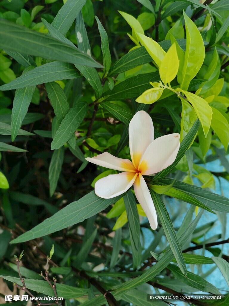 白色鸡蛋花绽放绿叶间
