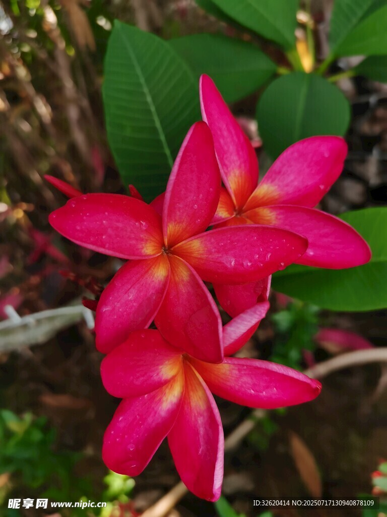 娇艳红鸡蛋花绽放