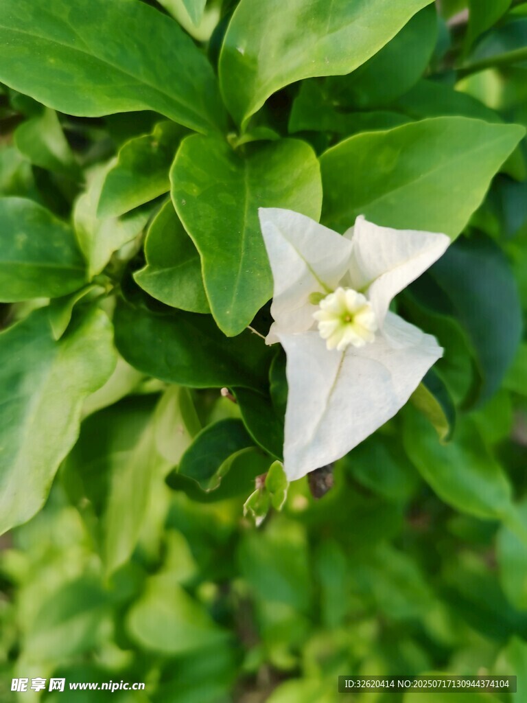 三角梅