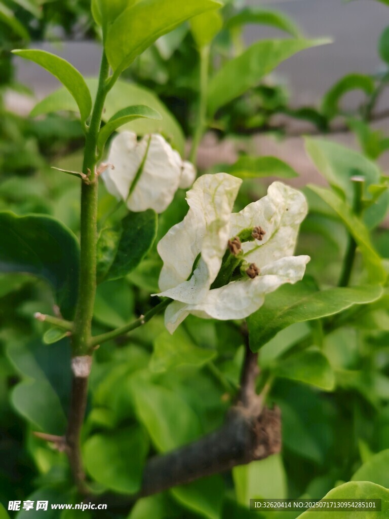 三角梅