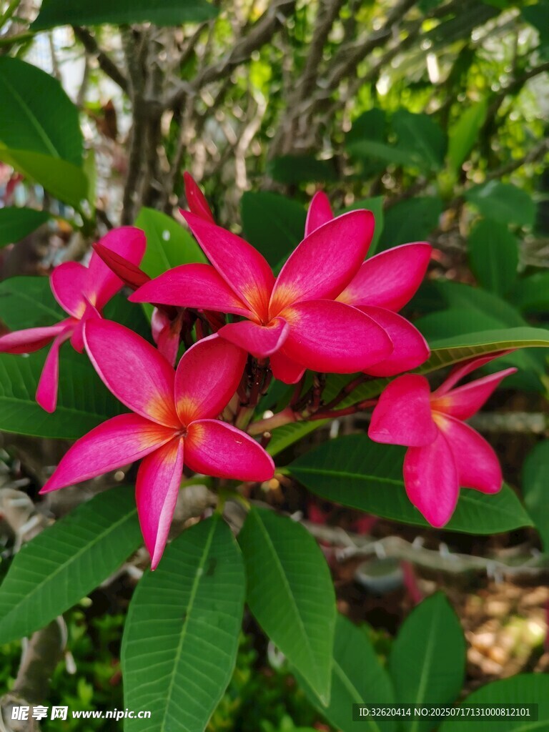 红鸡蛋花