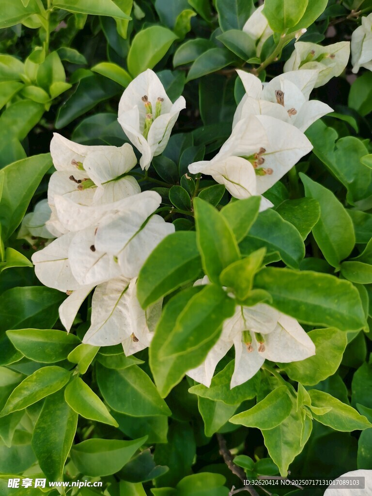 三角梅
