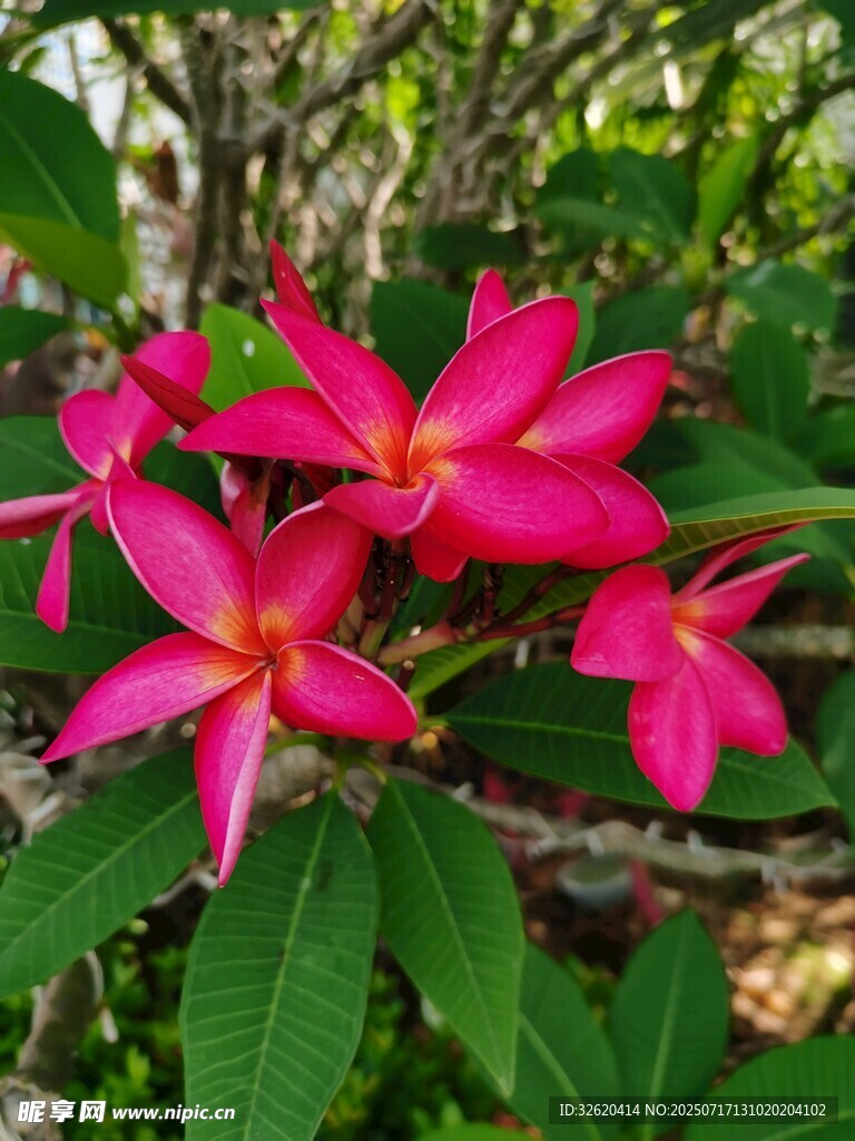 红鸡蛋花