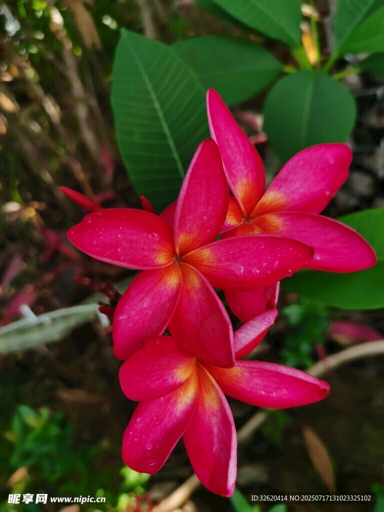 红鸡蛋花