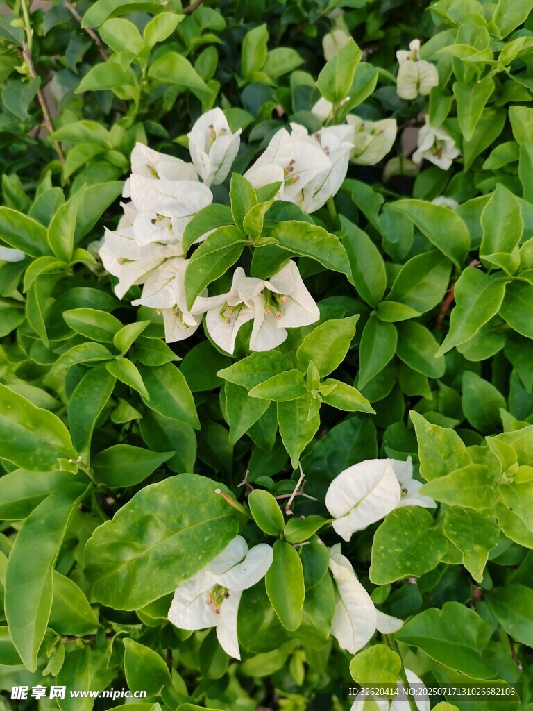 三角梅