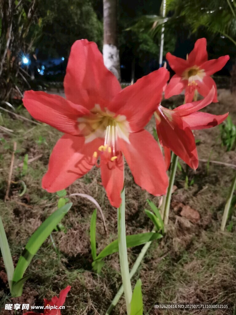 娇艳朱顶红绽放于户外