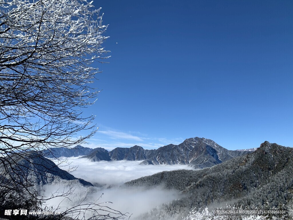 山间云海美景 雪覆枝头