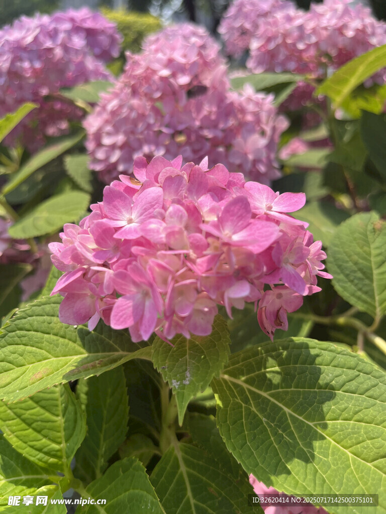 娇艳绣球花绽放