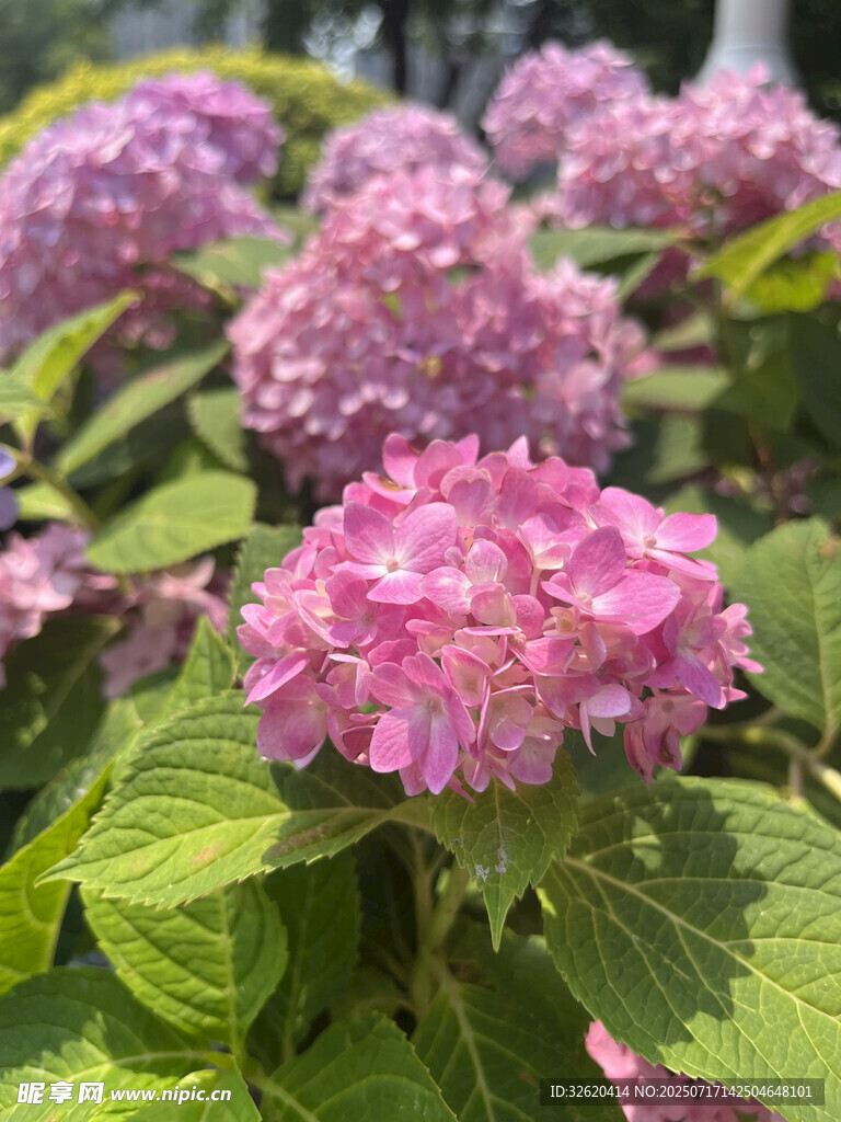 娇艳绣球花绽放