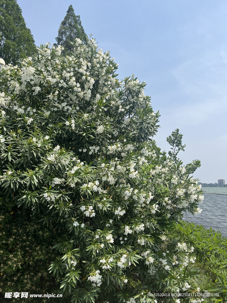 湖畔盛开的繁花绿树