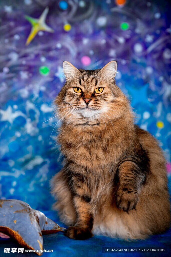 梦幻星空下的长毛猫咪
