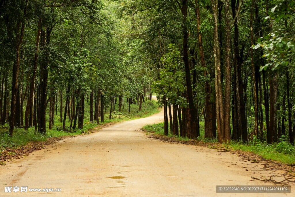林间土路静谧自然之景
