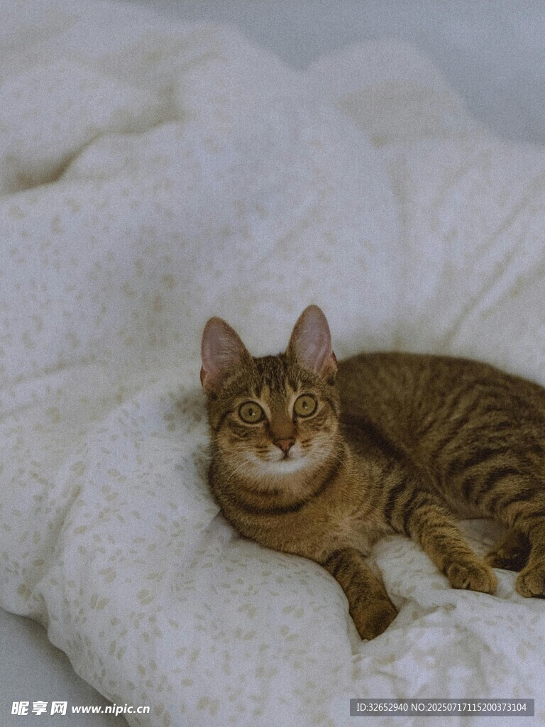 慵懒猫咪躺于柔软毛毯上