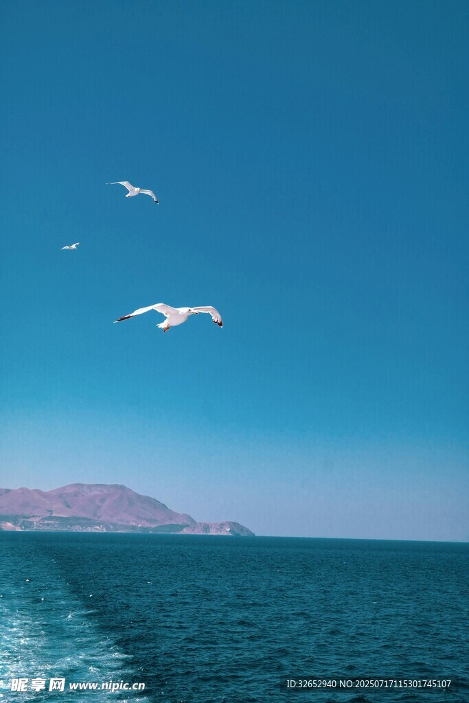 海上飞鸟伴船行