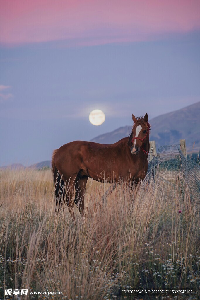 月下旷野中的孤独骏马