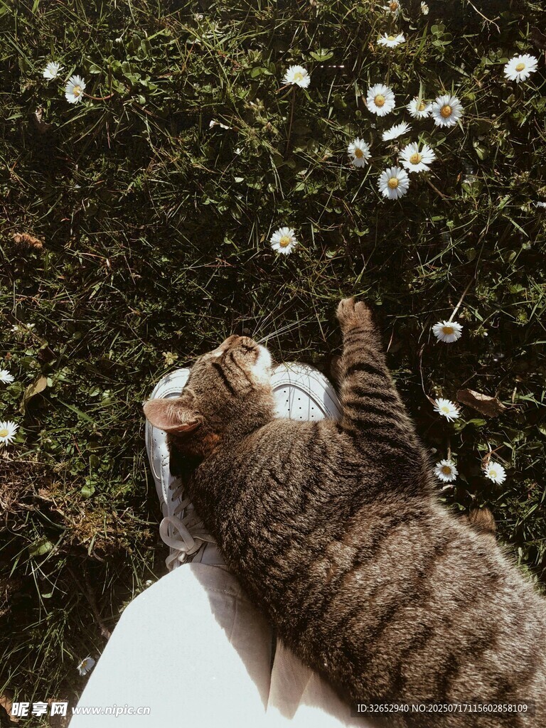 猫咪仰头望花丛