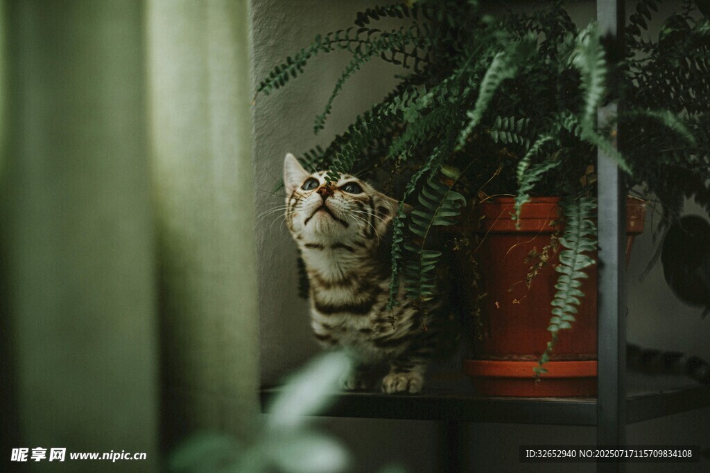 窗边猫咪与绿植的惬意时光