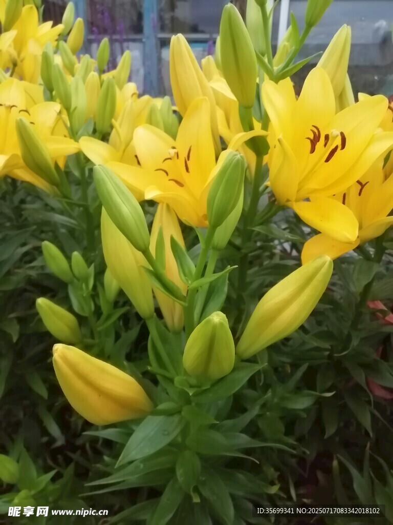 黄色百合花绽放