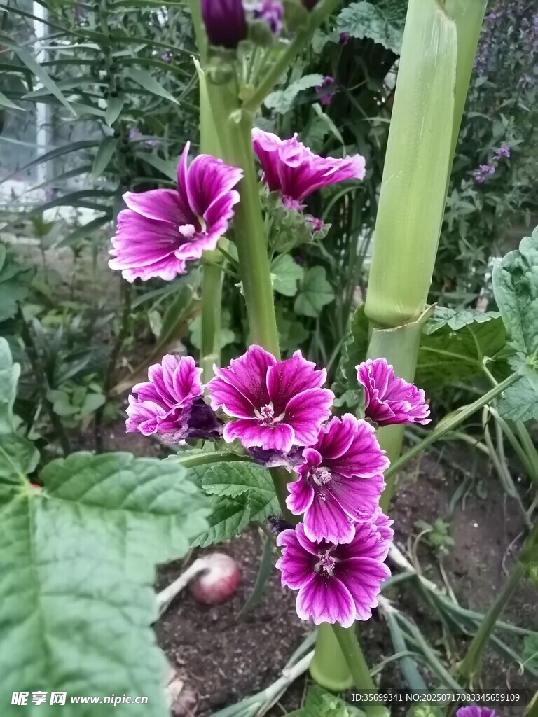 粉色喇叭花