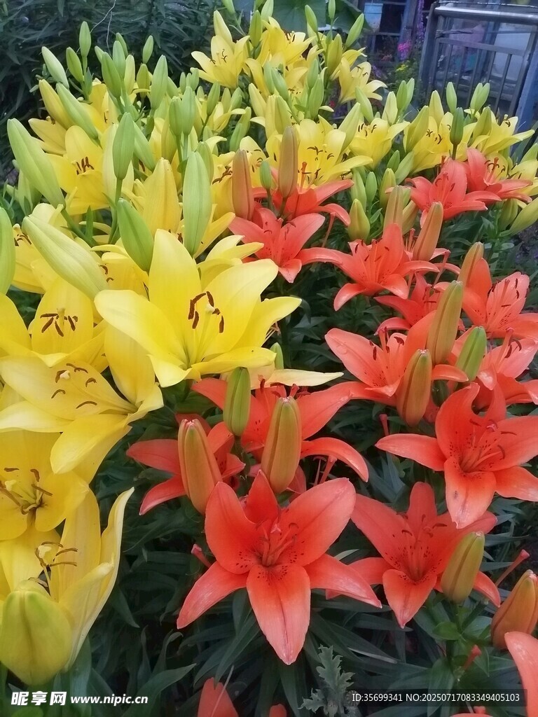 多彩百合花绽放