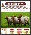 草饲散养羊 品质之选