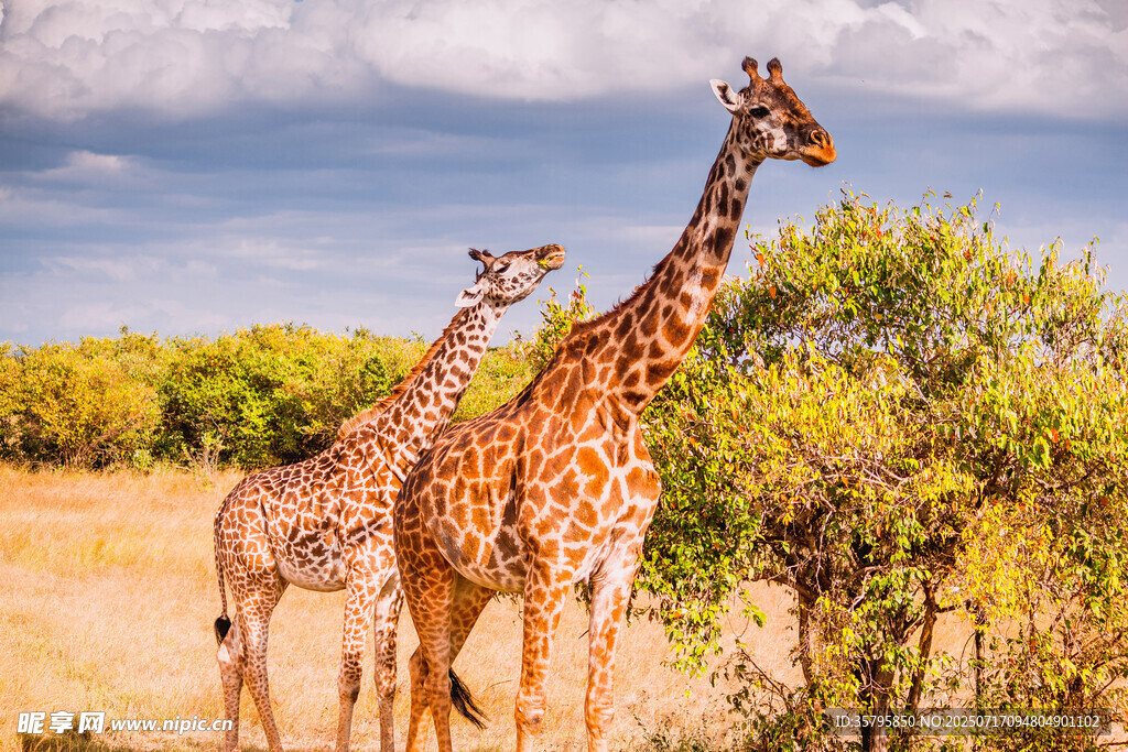 草原上的长颈鹿群
